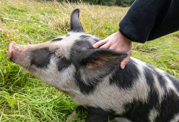 istock A cute young pig being stroked behind its ear 1375382978