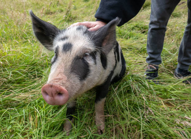 A cute young pig being stroked behind its ear
