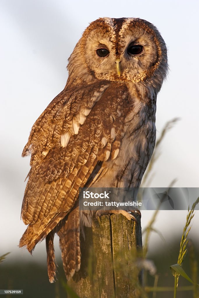 Tawny Owl A tawny owl at sunset with long grass in foreground and background Tawny Owl Stock Photo