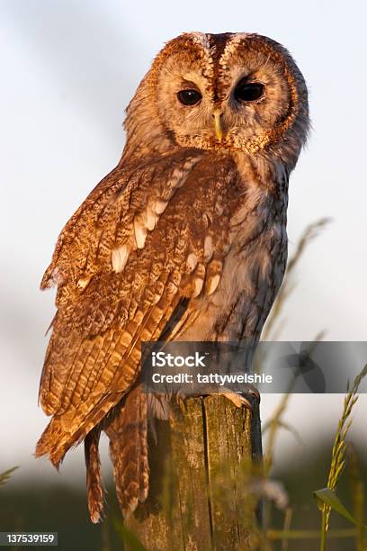 Corujadomato - Fotografias de stock e mais imagens de Coruja-do-mato - Coruja-do-mato, Amarelo-Acastanhado, Animal em via de extinção