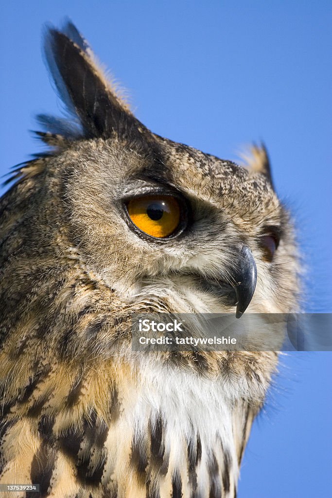 Eagle Owl - Lizenzfrei Einzelnes Tier Stock-Foto