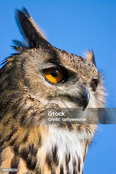 Eagle Owl Stockfoto und mehr Bilder von Einzelnes Tier - Einzelnes Tier, Eule, Fotografie