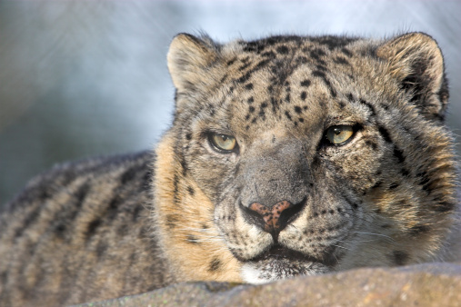 A wild female snow leopard in Qinghai Province, China