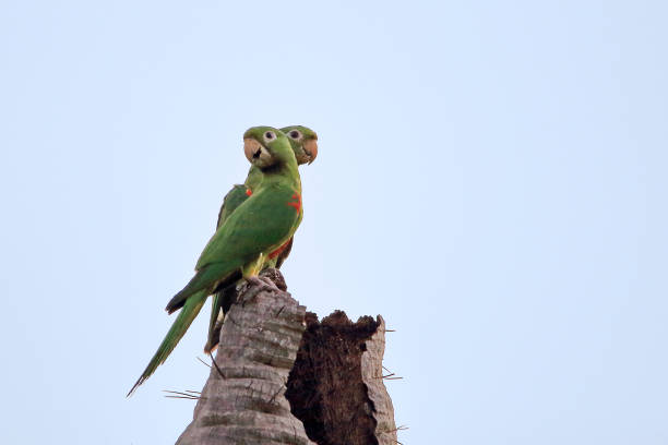 istock White-eyed Parakeet (Psittacara leucophthalmus) couple perched on a tree stump 1375405577