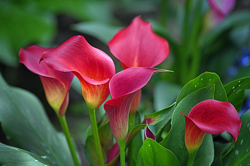 Red flowers on a calla lily plant with lush greenery.