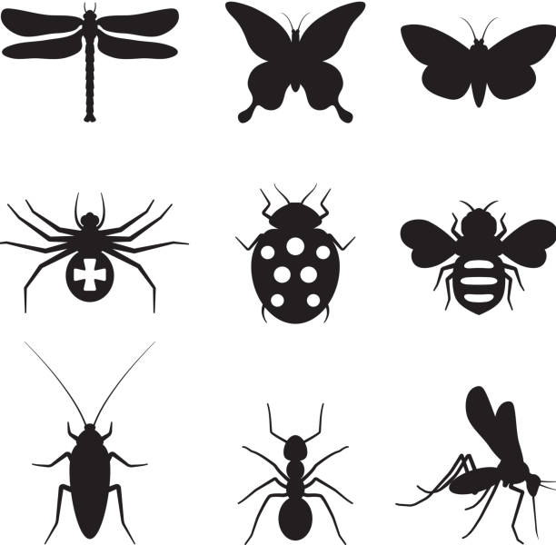 illustrations, cliparts, dessins animés et icônes de stylisé insectes noir et blanc ensemble d'icônes vectorielles libres de droits - aile vestigiale