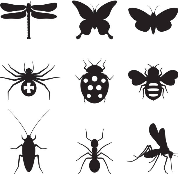 Stylized insects black and white royalty free vector icon set Stylized insects black and white icon set africanised killer bees stock illustrations