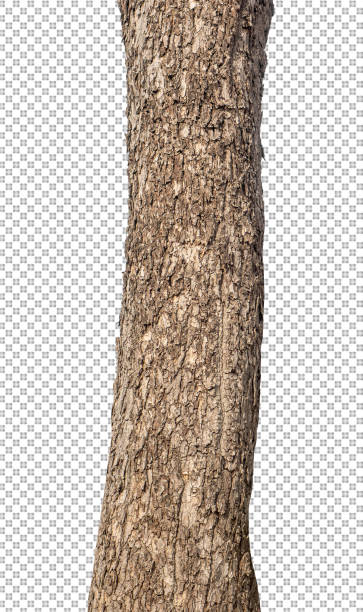 istock Trunk of a Tree Isolated On White Background 1375435455