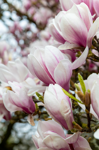 Magnolia blossoms