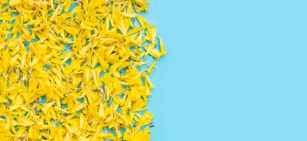 istock Yellow marigold flowers on blue background. 1375441196