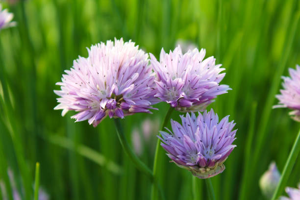 Bow chives flowers. Close-up. Background. Landscape. Bow chives flowers. Close-up. Background. Landscape. chives allium schoenoprasum purple flowers and leaves stock pictures, royalty-free photos & images