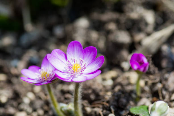 Cute purple flowers in the spring garden