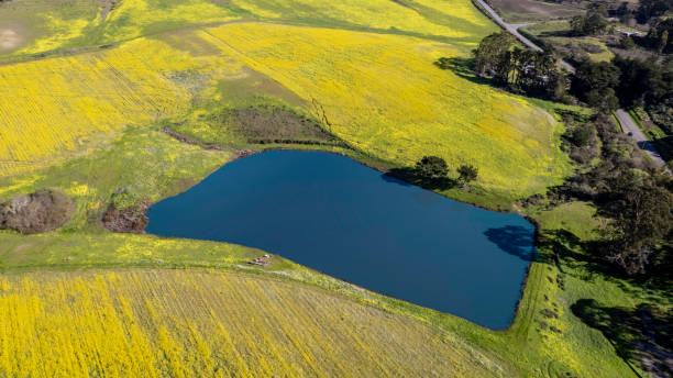 istock Super bloom Wildflowers in Half Moon Bay 1375462442