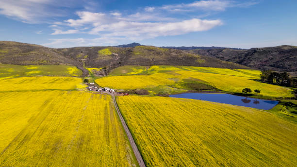 Super bloom Wildflowers in Half Moon Bay