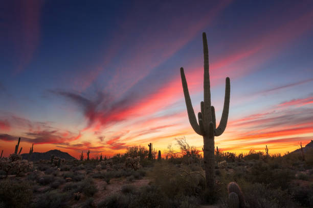 istock Saguaro cactus and Sonoran desert sunset 1375496302