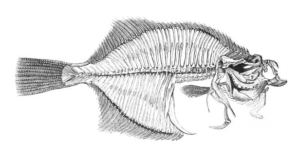 illustrazioni stock, clip art, cartoni animati e icone di tendenza di scheletro di pesce passera - sea life centre