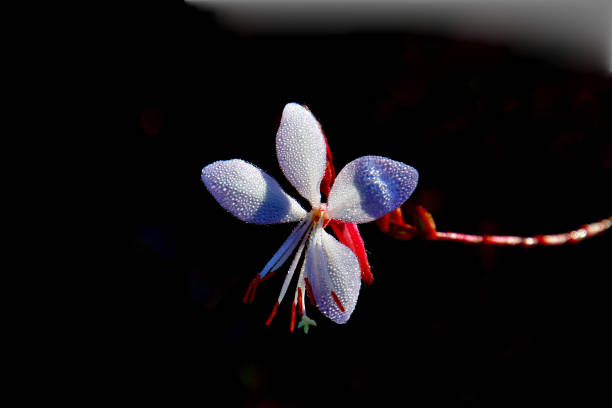 istock Epilobium pyrricholophum Franchet. and Savatier 1375512737