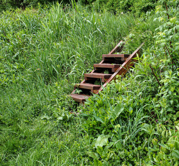 Short wooden staircase leading up overgrown grassy hill, after a rain.