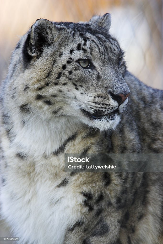 Leopardo-das-neves - Royalty-free Leopardo-das-neves Foto de stock