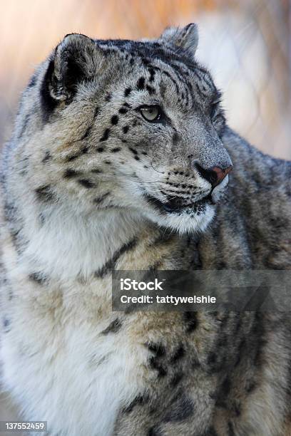 Leopardodasneves - Fotografias de stock e mais imagens de Leopardo-das-neves - Leopardo-das-neves, Himalaias, Animal