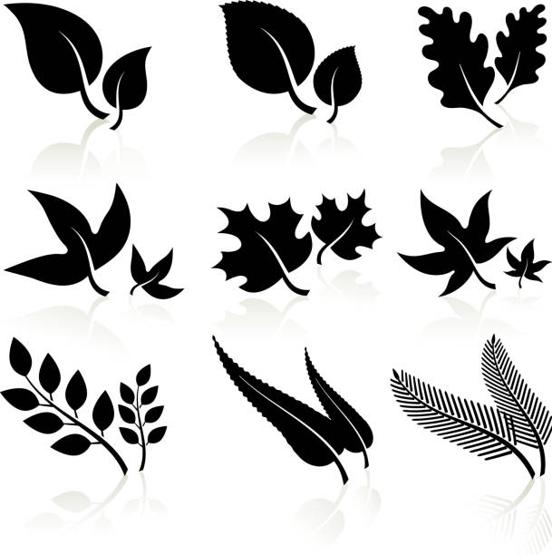 leaves black and white Leaves black and white vector food branch twig stock illustrations