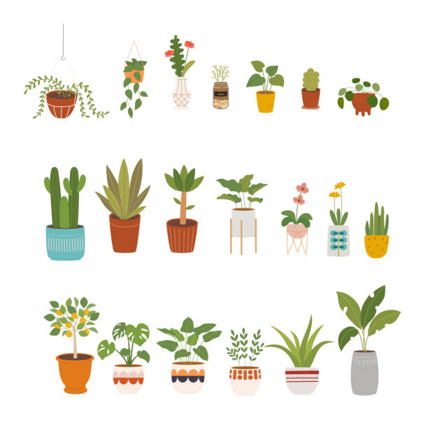 ilustraciones, imágenes clip art, dibujos animados e iconos de stock de potenciómetro de planta - flower pot