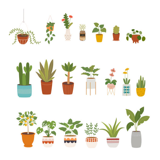 Plant pot Various home interior plants. Beautifully patterned plant pots. flat design style vector illustration. potted plant stock illustrations