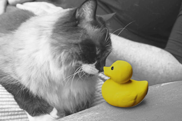 Toy duck