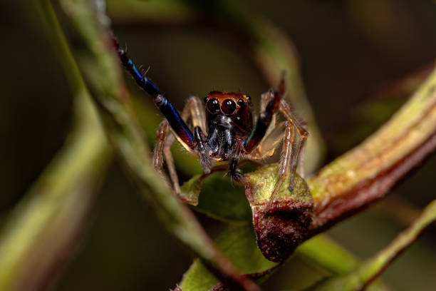 istock Adult Male Jumping spider 1375592212
