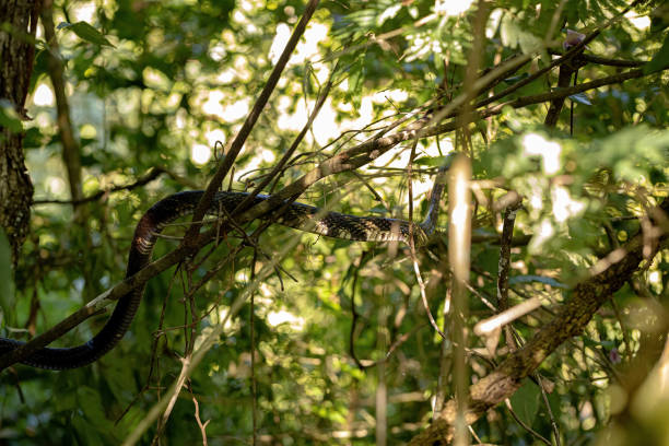 istock Black and yellow Chicken Snake 1375594296