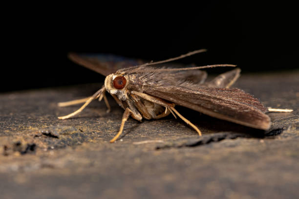 istock Adult Moth Insect 1375595124