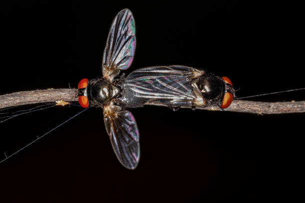 istock Adult Brachyceran Flies 1375597406