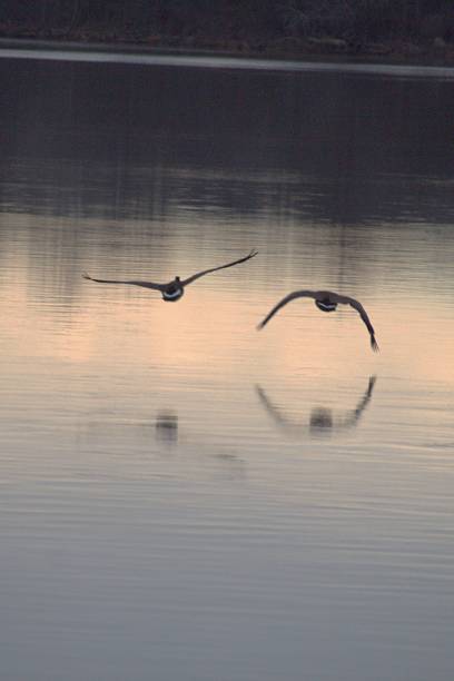 istock Geese flying low over calm water above a dam. 1375597919