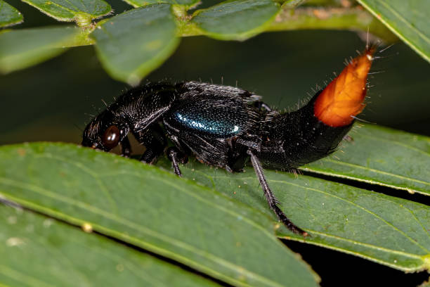 Adult Rove Beetle stock photo