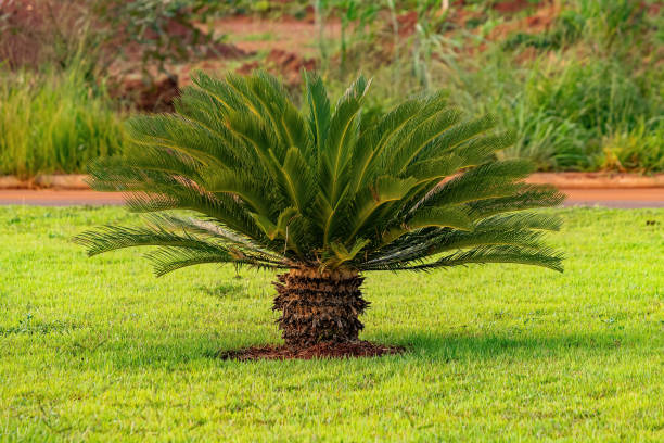 Green Cycad Plant