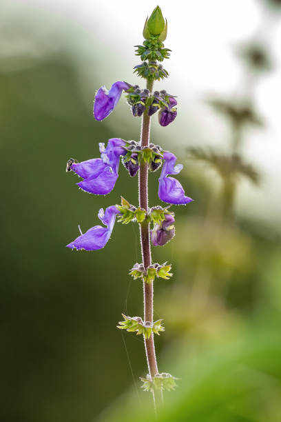 Woolly Plectranthus Plant Woolly Plectranthus Plant of the species Coleus barbatus plectranthus barbatus stock pictures, royalty-free photos & images
