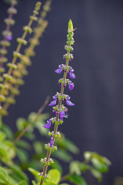 Woolly Plectranthus Plant Woolly Plectranthus Plant of the species Coleus barbatus plectranthus barbatus stock pictures, royalty-free photos & images