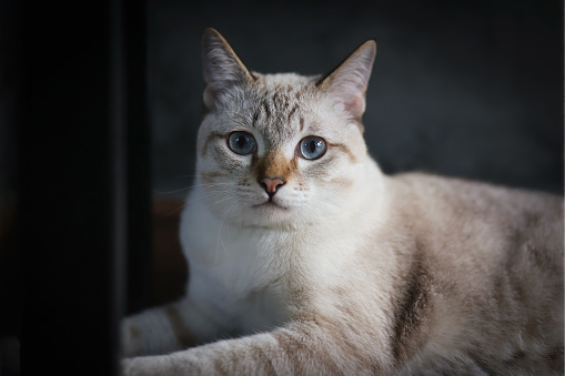 British shorthair cat sitting on the kitchen counter