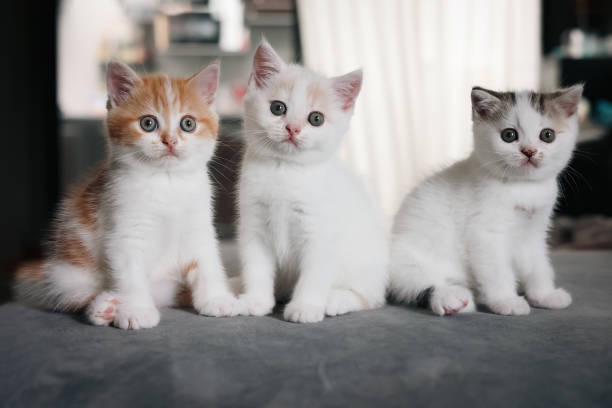 istock Scottish fold cat sitting on sofa in house. Kittens is looking at camera with blurred background. 1375599483