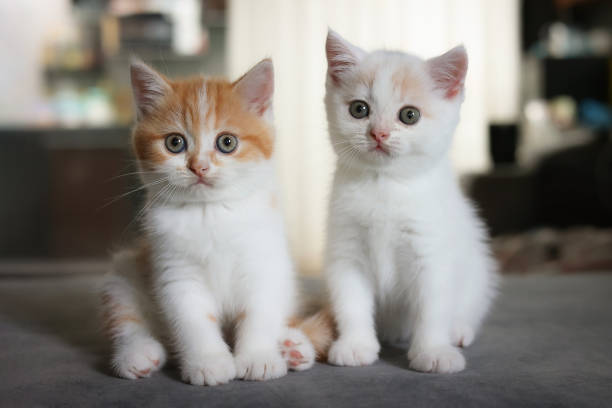 istock Scottish fold cat sitting on sofa in house. Kittens is looking at camera with blurred background. 1375599488
