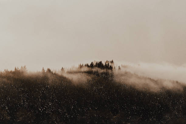 Oregon Morning Fog Beautiful fog streaming in through the trees oregon state university stock pictures, royalty-free photos & images
