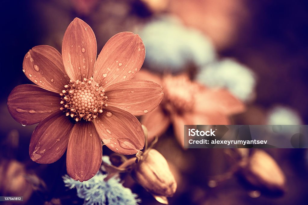 summer flower beautiful summer flowers with rain drops Abstract Stock Photo