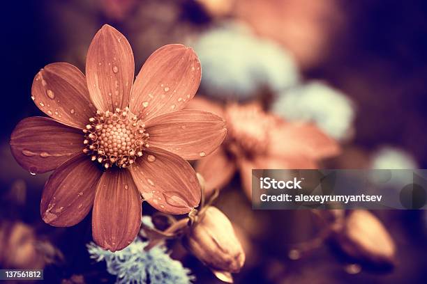 Summer Flower Stock Photo - Download Image Now - Abstract, Awe, Backgrounds