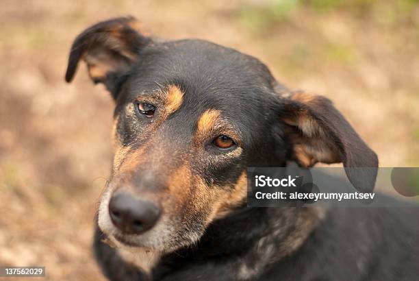 Cão - Fotografias de stock e mais imagens de Amizade - Amizade, Animal, Animal de Estimação