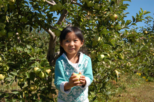 Little girl picking apple in the farm