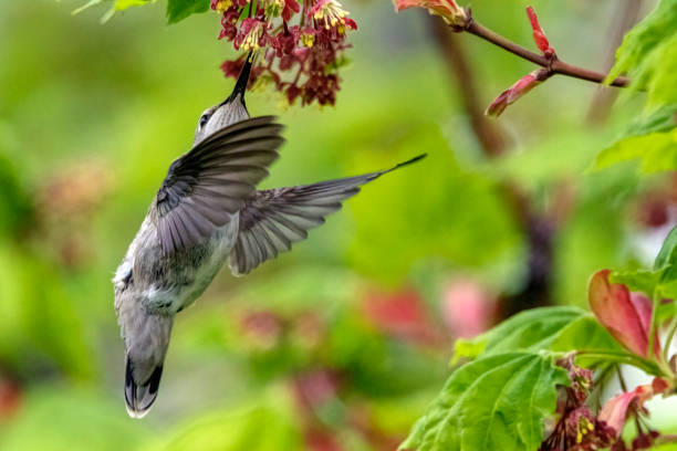 istock Anna's hummingbird (Calypte anna), BC, Canada 1375650539