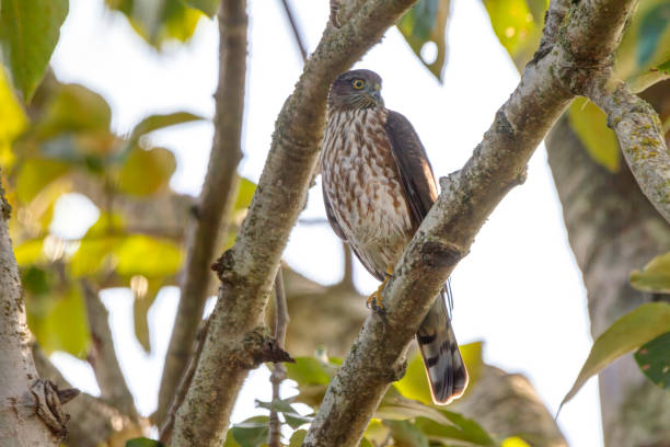 sharp-shinned hawk, British Columbia, Canada sharp-shinned hawk, British Columbia, Canada accipiter striatus stock pictures, royalty-free photos & images