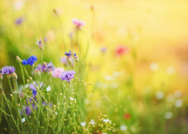 istock Wildflower background in bright summer sunshine 1375656088