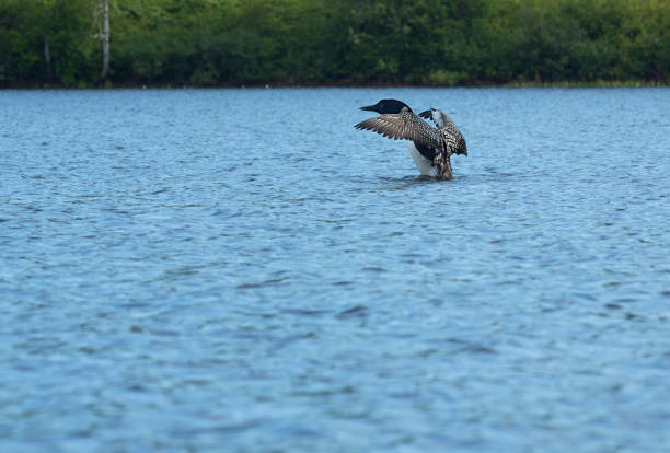 loon comum em spectacle pond no reino nordeste de vermont. - northeast kingdom - fotografias e filmes do acervo