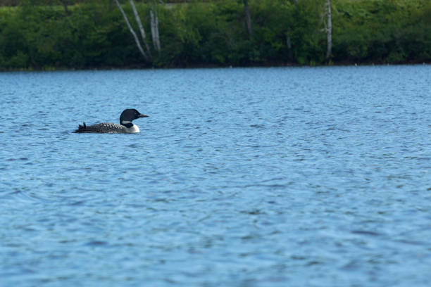 plongeon huard sur spectacle pond dans le nord-est du royaume du vermont. - northeast kingdom photos et images de collection